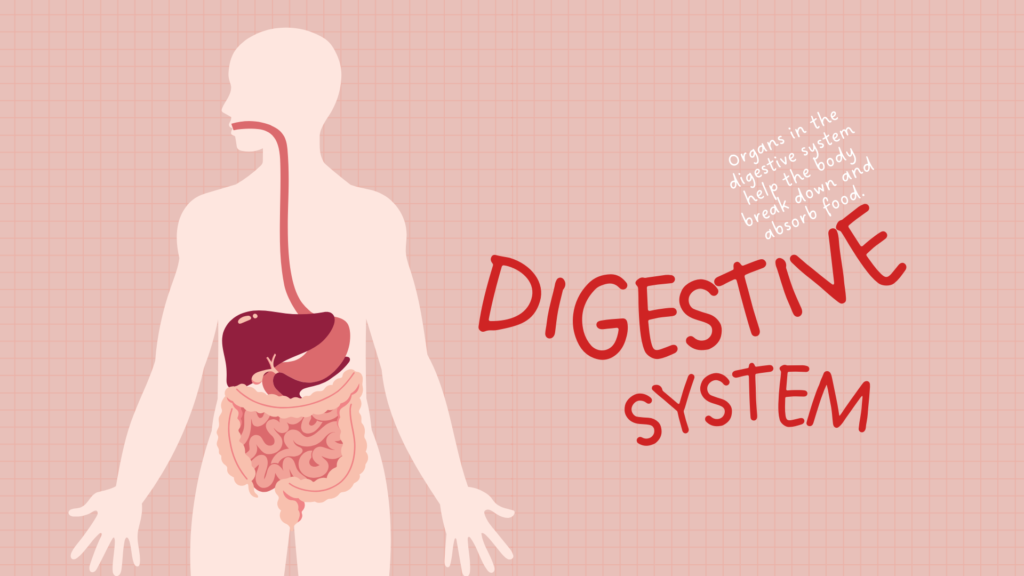 benefits of regular physical activity  includes improvement of Digestive system